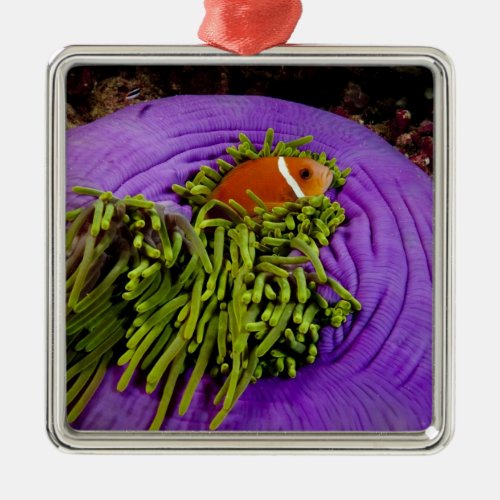Anemonefish and large anemone metal ornament