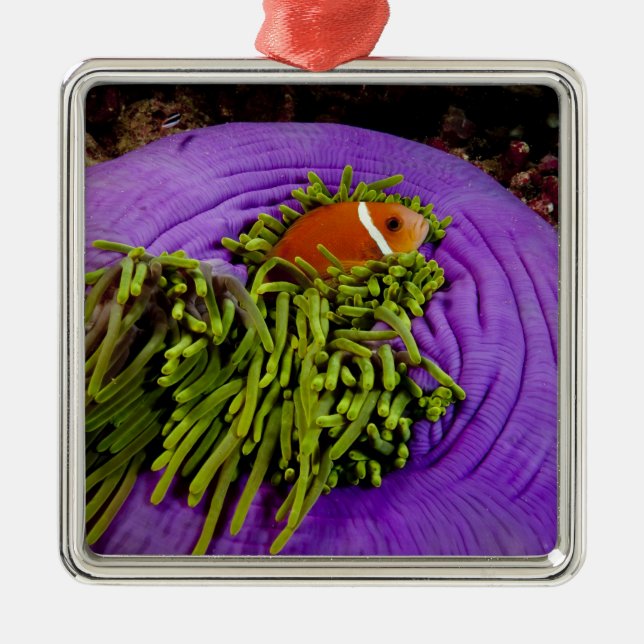 Anemonefish and large anemone metal ornament (Front)