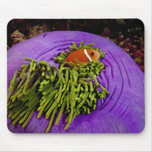 Anemonefish and large anemone mouse pad