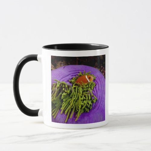 Anemonefish and large anemone mug