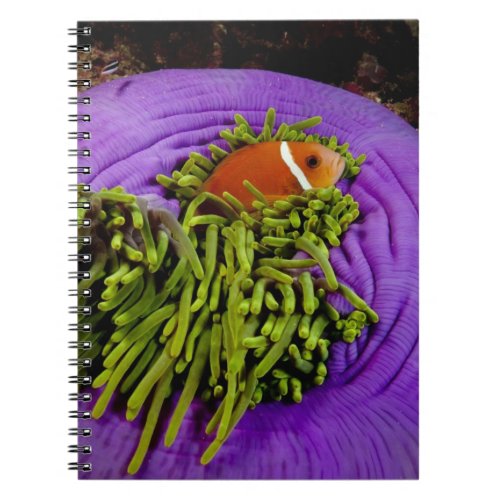 Anemonefish and large anemone notebook
