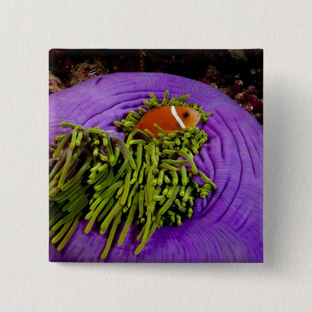 Anemonefish and large anemone pinback button (Front)
