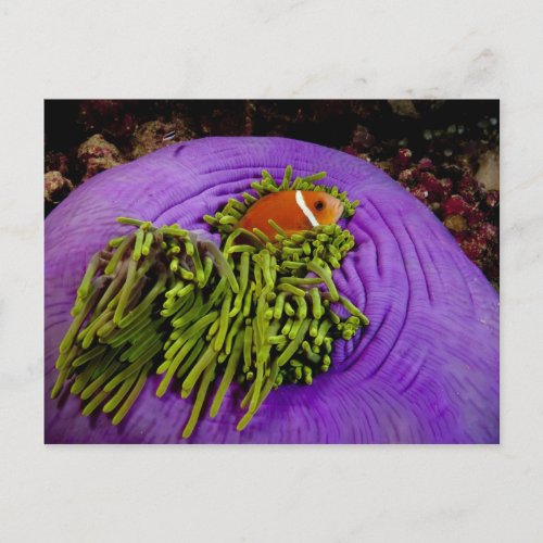 Anemonefish and large anemone postcard