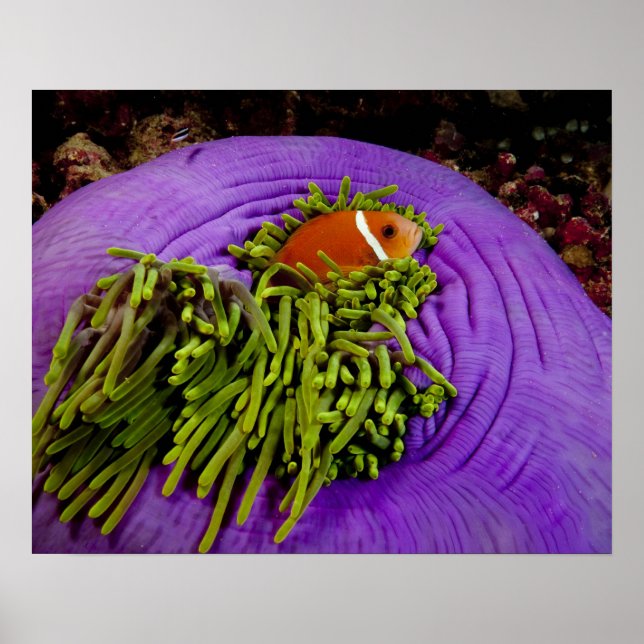 Anemonefish and large anemone poster (Front)