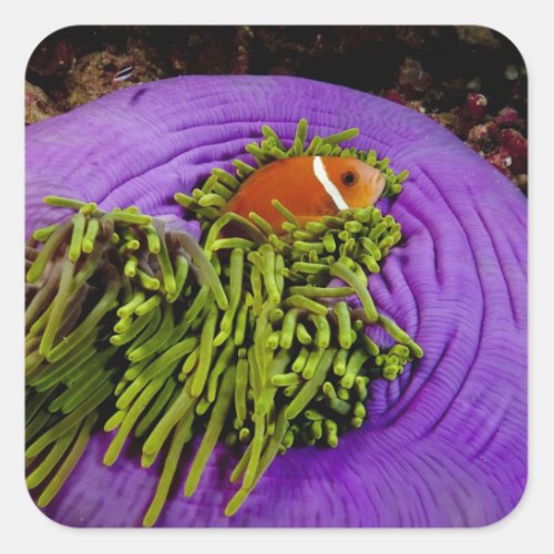 Anemonefish and large anemone square sticker