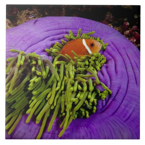 Anemonefish and large anemone tile