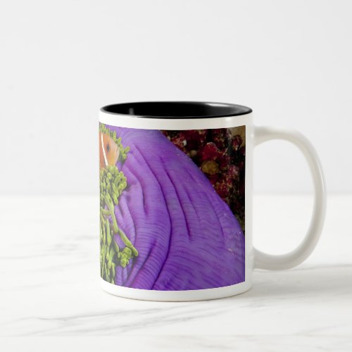 Anemonefish and large anemone Two_Tone coffee mug