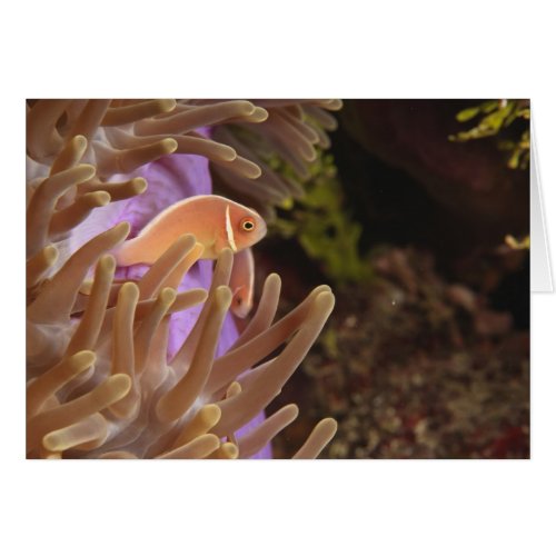 anemonefish Scuba Diving at Tukang