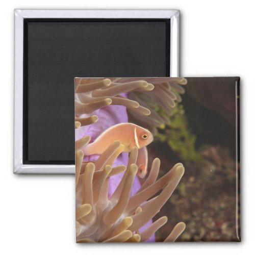 anemonefish Scuba Diving at Tukang Magnet