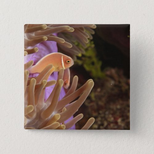 anemonefish Scuba Diving at Tukang Pinback Button