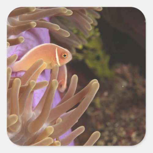 anemonefish Scuba Diving at Tukang Square Sticker