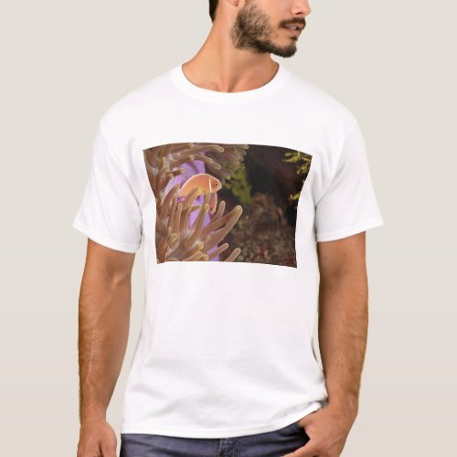 anemonefish Scuba Diving at Tukang T_Shirt