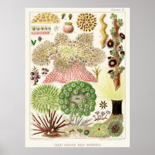 Anemones Great Barrier Reef vintage art poster ãƒã