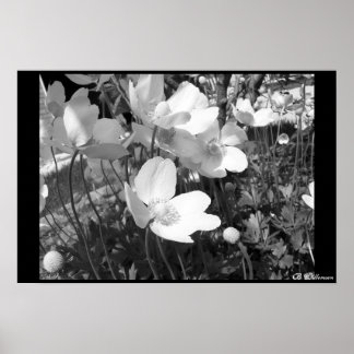 Anemones Poster