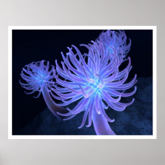 Anemones Poster