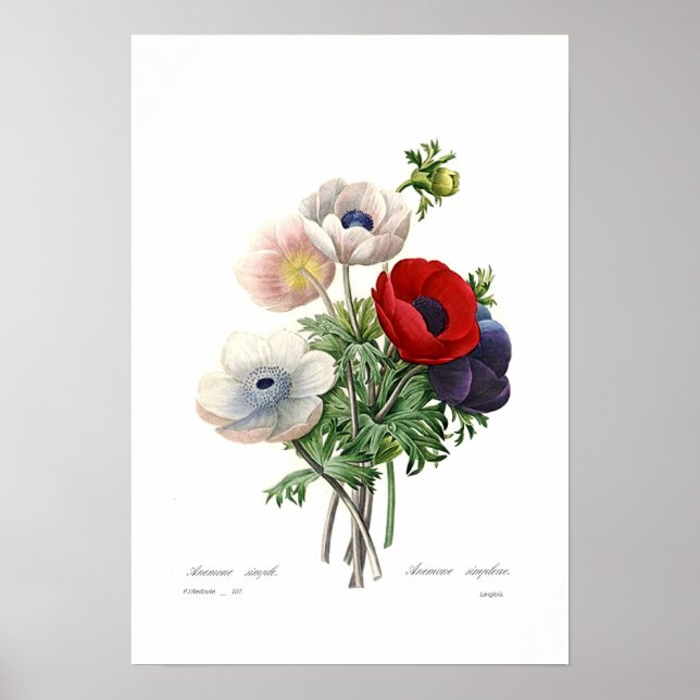 Anemonies Poster (Front)