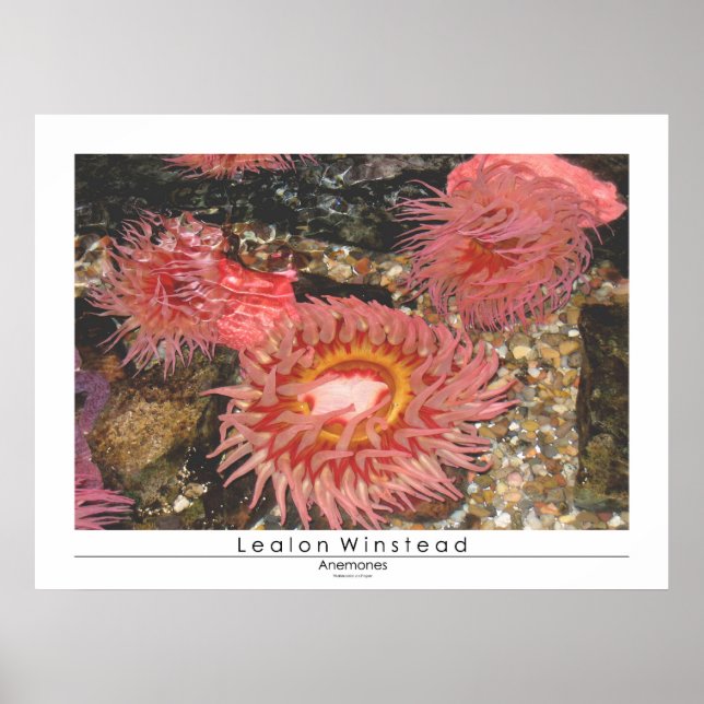 Anenomes Poster (Front)