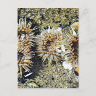Anenomes Tidepools Sand Postcard