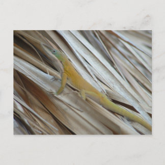 Aneole Lizard Postcard