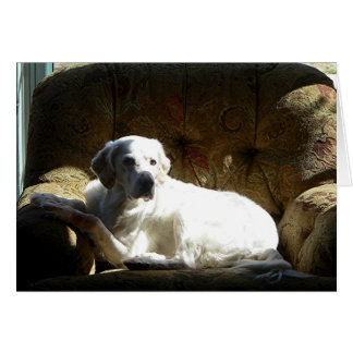 Angel English Setter Cards
