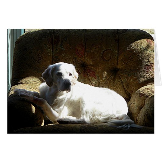 Angel English Setter Cards (Front Horizontal)