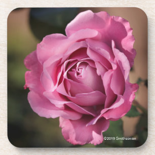 Angel Face Rose Beverage Coaster