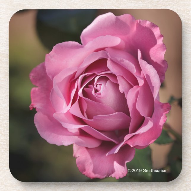 Angel Face Rose Beverage Coaster (Front)