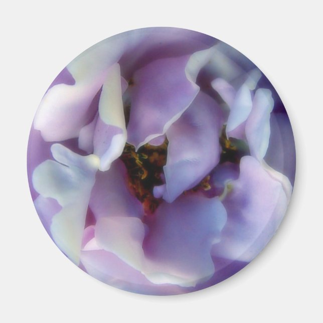 Angel Face Rose Magnet (Front)