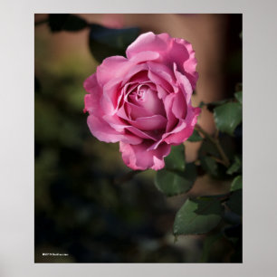 Angel Face Rose Poster