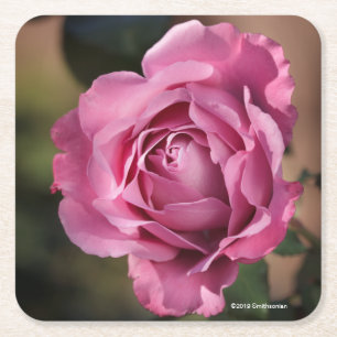 Angel Face Rose Square Paper Coaster