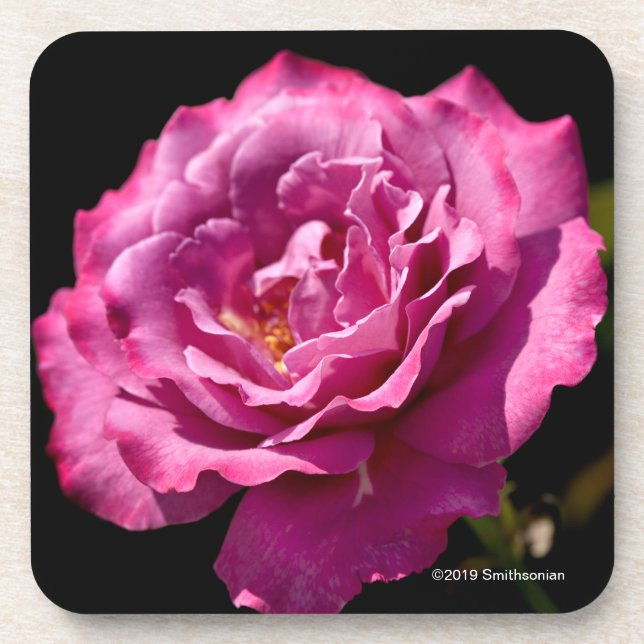 Angel Face Rose Up-Close Beverage Coaster (Front)