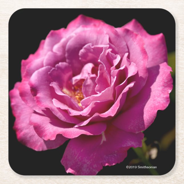 Angel Face Rose Up-Close Square Paper Coaster (Front)