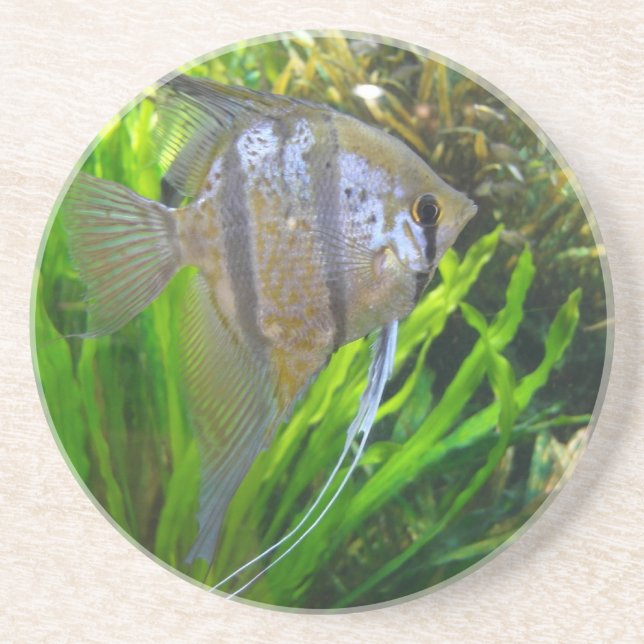 Angel Fish Coaster (Front)