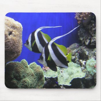 Angel Fish Mouse Pad by hawkysmom at Zazzle