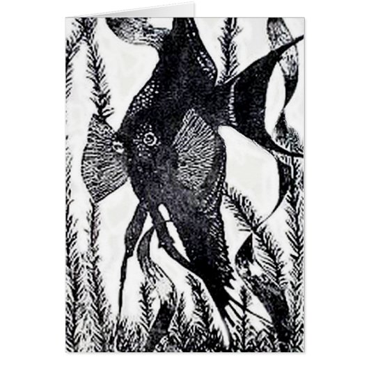 Angel Fish Post Card (Front)