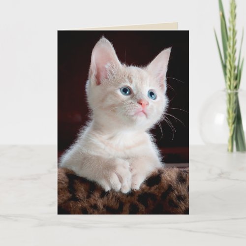 angel kitten greeting card