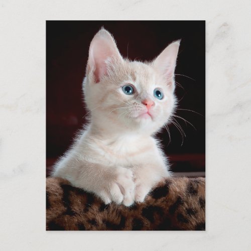 angel kitten postcard