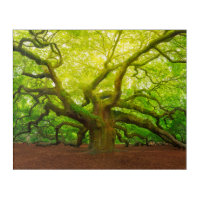 Angel Oak