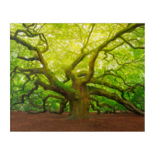 Angel Oak Acrylic Print
