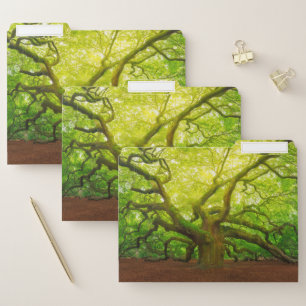 Angel Oak File Folder