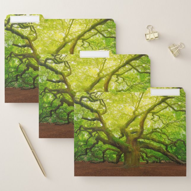Angel Oak File Folder (Set)