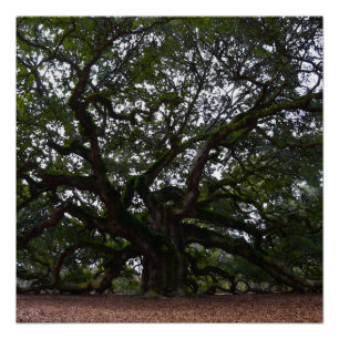 Angel Oak in South Carolina Poster