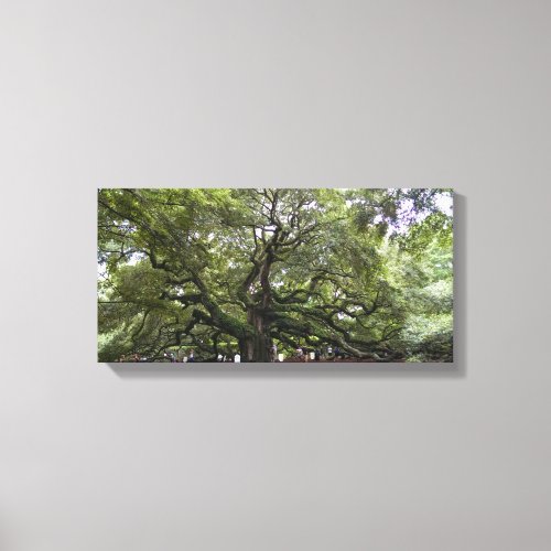 Angel Oak is 400 year old tree canvas print