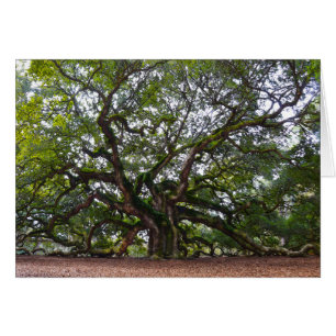 Angel Oak, Johns Island, South Carolina Cards