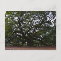 Angel Oak, John's Island, South Carolina