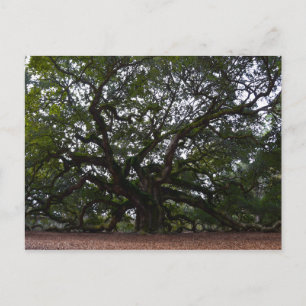 Angel Oak, John's Island, South Carolina Postcard