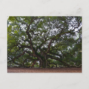 Angel Oak, John's Island, South Carolina Postcard