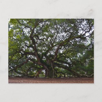 Angel Oak  John's Island  South Carolina Postcard by catherinesherman at Zazzle