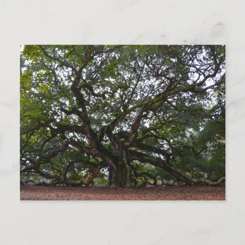 Angel Oak Johns Island South Carolina Postcard