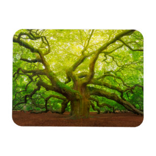 Angel Oak Magnet